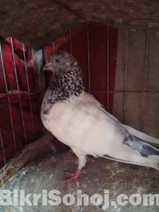 এই জোড়া কবুতর বিক্রয়  করা হবে।